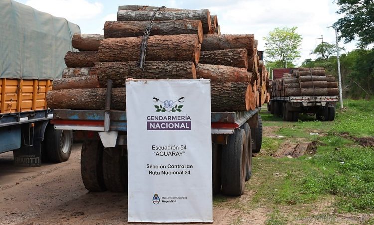 Aguaray: gendarmes interceptan carga millonaria de rollos de maderas nativas con documentación ilegal
