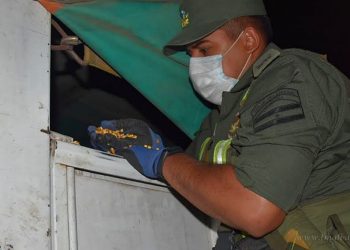 Aguaray: interceptan contrabando de 61 toneladas de maíz