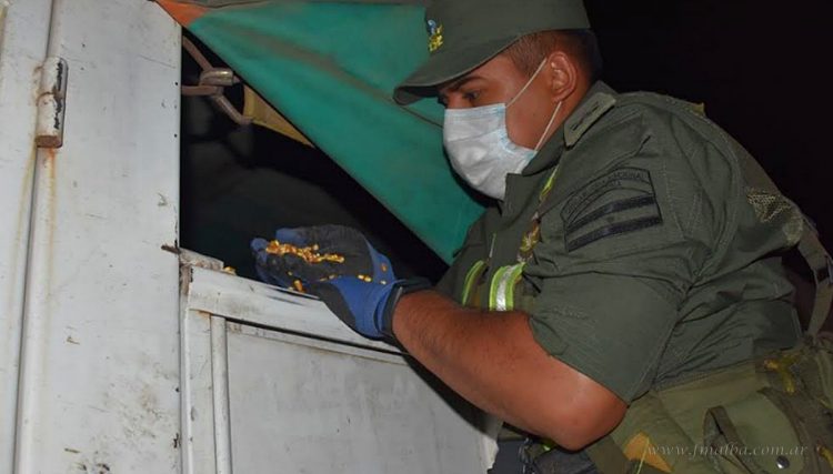 Aguaray: interceptan contrabando de 61 toneladas de maíz