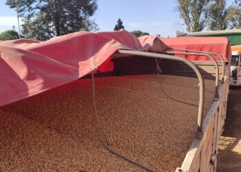 Tartagal: Gendarmeríal incautó más de 180.000 kilos de maíz