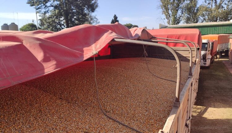 Tartagal: Gendarmeríal incautó más de 180.000 kilos de maíz