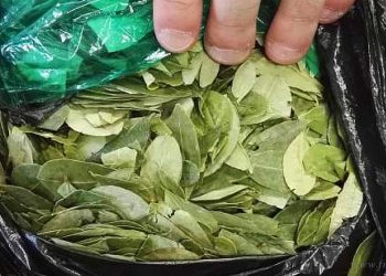 Aguaray: motociclista trasladaba 100 kilos de hojas de coca