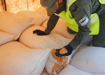 Aguaray: secuestran 62 toneladas de granos sin aval legal