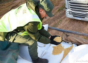 Aguaray: incautan 30 mil kilos de soja cordobesa  en contrabando