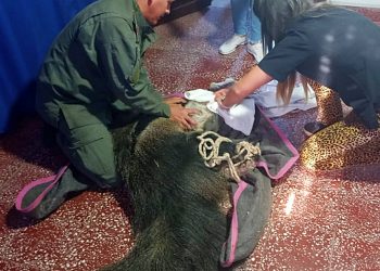 Ruta Nacional 34: rescatan a un oso hormiguero herido