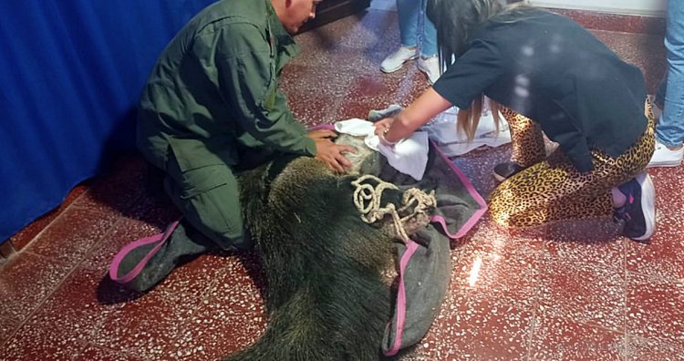 Ruta Nacional 34: rescatan a un oso hormiguero herido