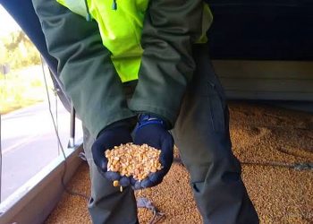 Aguaray: interceptan tres camiones con más de 89 toneladas de granos