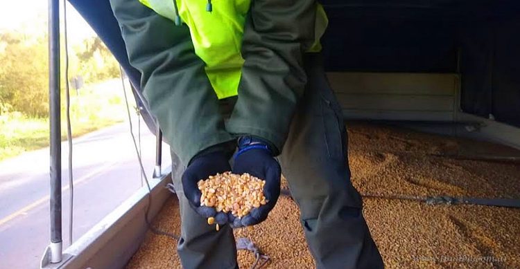 Aguaray: interceptan tres camiones con más de 89 toneladas de granos