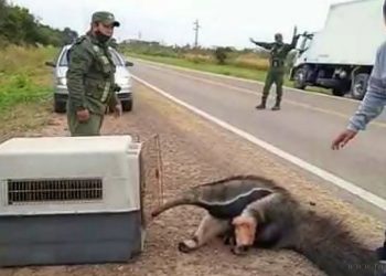 Senda Hachada: gendarmes rescatan a oso hormiguero herido en Ruta 34