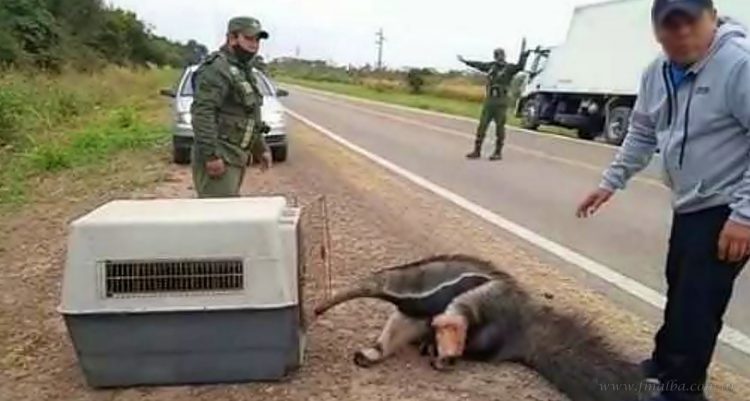 Senda Hachada: gendarmes rescatan a oso hormiguero herido en Ruta 34