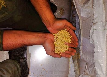 Departamentales: interceptan soja y medicamentos en contrabando