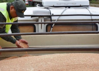 Aguaray: interceptaron más de 120 mil kilos de trigo blando, con documentación irregular
