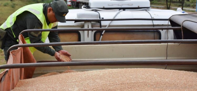 Aguaray: interceptaron más de 120 mil kilos de trigo blando, con documentación irregular