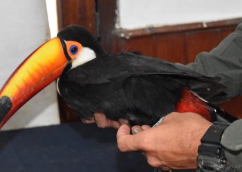 Aguaray: aves silvestres están protegidas por ley en Salta