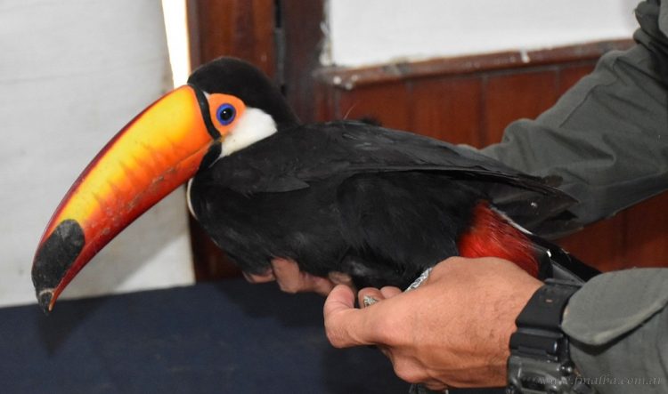 Aguaray: aves silvestres están protegidas por ley en Salta