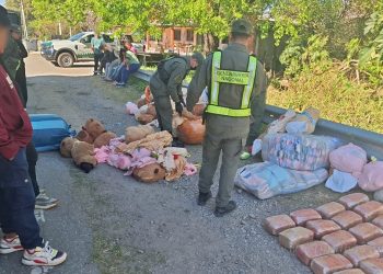 Narcotráfico: detienen en Catamarca a mujer que llevaba capibaras con droga