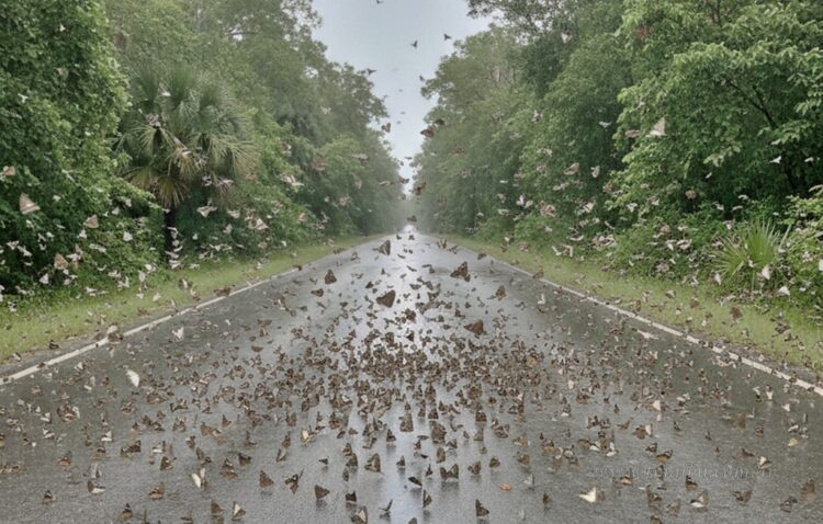 ¡Espectáculo en movimiento! La Libytheana carinenta inició su migración masiva luego de las lluvias