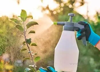 Salvador Mazza: Anmat prohíbe la venta del insecticida líquido de la marca “Asesino X”