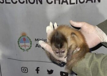 Rescatan a cría de mono capuchino transportada ilegalmente desde Bolivia