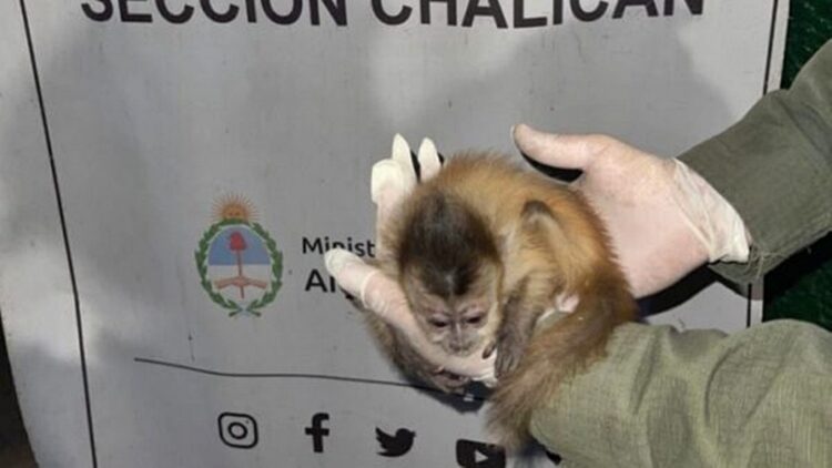 Rescatan a cría de mono capuchino transportada ilegalmente desde Bolivia