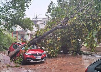 Patrullas continúan trabajando para despejar calles de arboles caidos