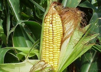 Pueblos Originarios podrán ingresar proyectos productivos en oficina técnica