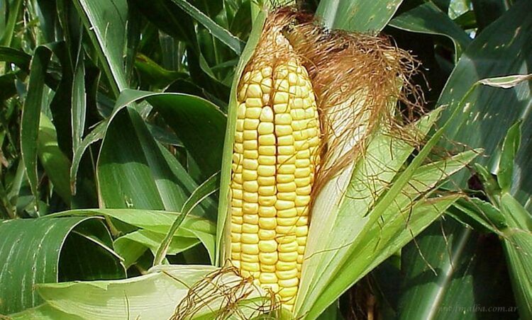 Pueblos Originarios podrán ingresar proyectos productivos en oficina técnica