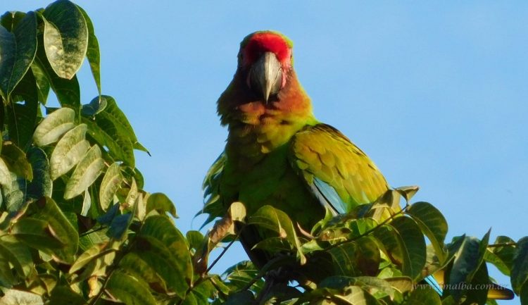 1° Censo del Guacamayo Verde: datos preeliminares arrojan una población de 161 aves