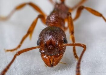 Por presencia de hormigas coloradas, fumigarán Plaza San Martín