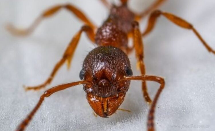 Por presencia de hormigas coloradas, fumigarán Plaza San Martín