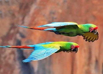 Serranías de Tartagal: provincia pone en marcha el Plan de Conservación del Guacamayo Verde