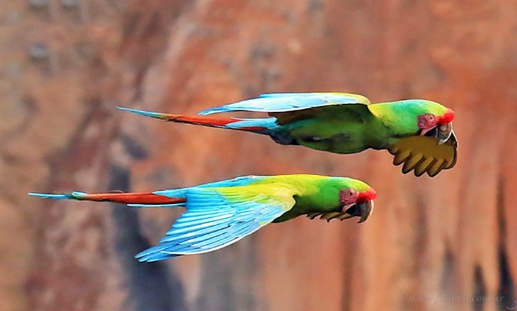 Serranías de Tartagal: provincia pone en marcha el Plan de Conservación del Guacamayo Verde