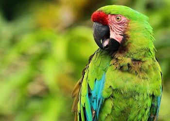Departamento San Martín: inició el 2° Censo del Guacamayo Verde