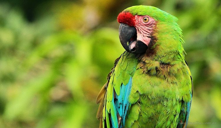 Departamento San Martín: inició el 2° Censo del Guacamayo Verde