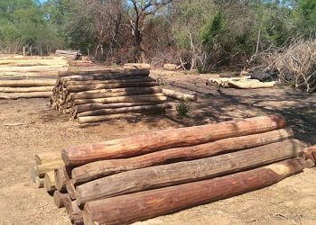 Rivadavia: descubren un canchón clandestino con varios rollos de madera