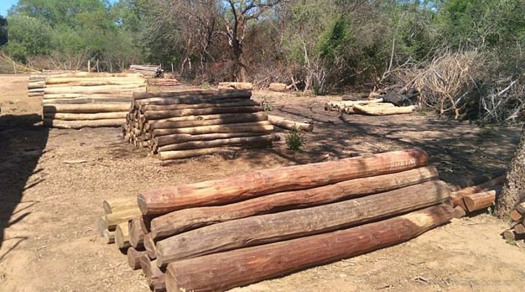 Rivadavia: descubren un canchón clandestino con varios rollos de madera