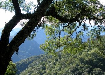 Ordenamiento de Bosques Nativos: se prepara el nuevo mapa de zonas protegidas