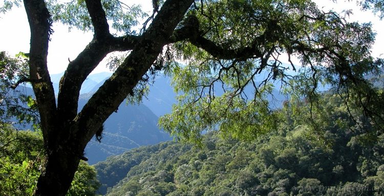 Ordenamiento de Bosques Nativos: se prepara el nuevo mapa de zonas protegidas