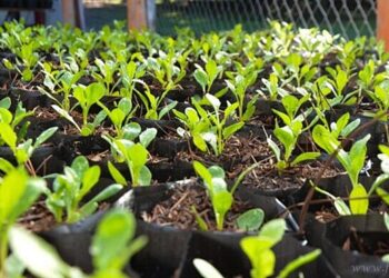 General Mosconi: el área de Medio Ambiente afirma no haber plantado árboles a la vera de la Ruta Urbana