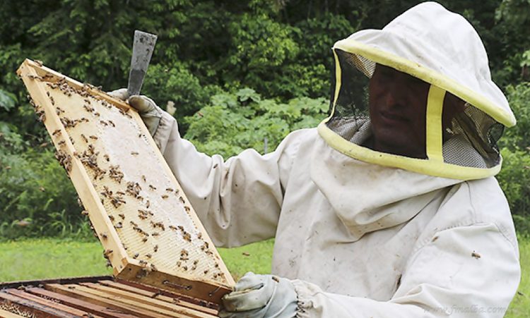 Contrabando: apicultores del sur boliviano denuncian reducción de mercados por ingresos ilegales desde Argentina