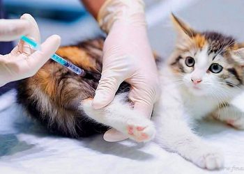 Sur boliviano: cinco casos de rabia felina en Tarija y uno de rabia canina en Bermejo