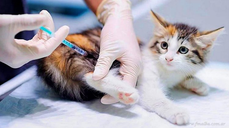 Sur boliviano: cinco casos de rabia felina en Tarija y uno de rabia canina en Bermejo