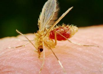 Internacionales: por 29 casos de leishmaniasis, Villa Montes es declarado municipio endémico