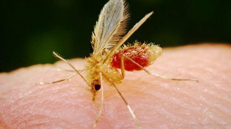 Internacionales: por 29 casos de leishmaniasis, Villa Montes es declarado municipio endémico