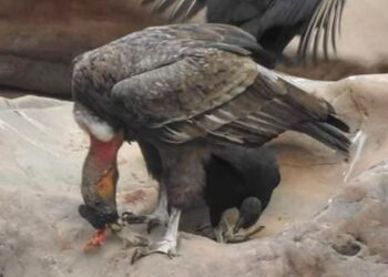 Villa Montes: avistan cóndores andinos en el río Pilcomayo