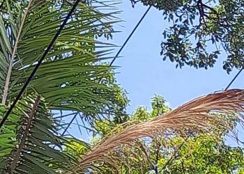 Tartagal y Orán registraron cortes de energía eléctrica