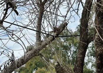 General Mosconi: la caída de un árbol, motivo del corte de energía