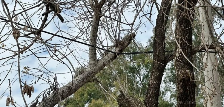 General Mosconi: la caída de un árbol, motivo del corte de energía