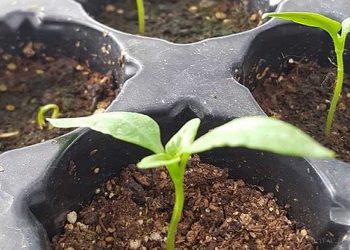 Estafadores venden plantas y semillas a nombre del INTA Tartagal