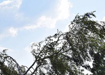 Alerta amarilla por fuertes vientos para la región provincial norte y chaco salteño